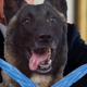 Illustration for article titled Is The Trump Dog Real? A Very Serious Debate